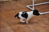 Shirley the Rat Terrier Puppy