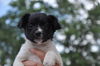 Shirley the Rat Terrier Puppy