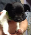 Rory the Rat Terrier Puppy