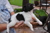 Rory the Rat Terrier Puppy