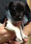 Smudge the Rat Terrier Puppy