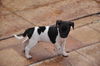 Smudge the Rat Terrier Puppy