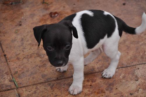 Black rat hot sale terrier puppy