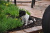 Smudge the Rat Terrier Puppy