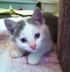 Bunny the Honey Boo Boo Kitten