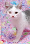 Bunny the Honey Boo Boo Kitten
