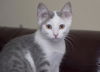 Bunny the Honey Boo Boo Kitten