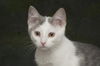 Bunny the Honey Boo Boo Kitten