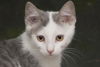 Bunny the Honey Boo Boo Kitten