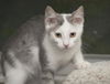 Bunny the Honey Boo Boo Kitten
