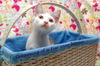 Bunny the Honey Boo Boo Kitten