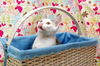 Bunny the Honey Boo Boo Kitten