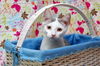 Bunny the Honey Boo Boo Kitten