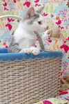 Bunny the Honey Boo Boo Kitten