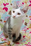 Bunny the Honey Boo Boo Kitten