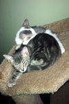 Bunny the Honey Boo Boo Kitten
