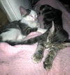 Bunny the Honey Boo Boo Kitten
