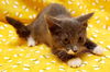 Leonardo the Sweetheart Kitten