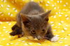 Leonardo the Sweetheart Kitten