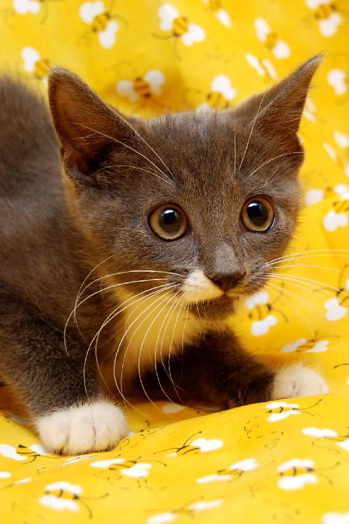 Leonardo the Sweetheart Kitten