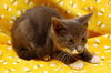 Leonardo the Sweetheart Kitten