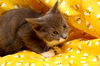 Leonardo the Sweetheart Kitten