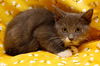 Leonardo the Sweetheart Kitten