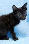 Donatello the Snuggler Kitten