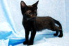 Donatello the Snuggler Kitten