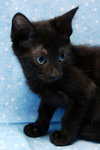 Donatello the Snuggler Kitten