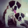 Mozart the St. Bernard