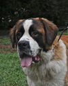 Mozart the St. Bernard