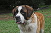 Mozart the St. Bernard