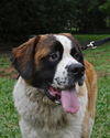 Mozart the St. Bernard