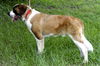 Mozart the St. Bernard