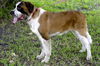 Mozart the St. Bernard