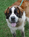 WeeChee the St. Bernard