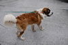 WeeChee the St. Bernard