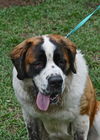 WeeChee the St. Bernard