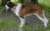 WeeChee the St. Bernard