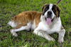 WeeChee the St. Bernard