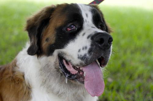 WeeChee the St. Bernard