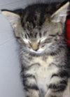 Kayleigh the Kitten