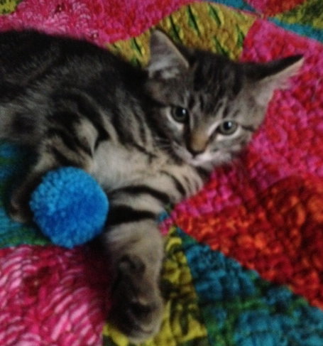 Kayleigh the Kitten