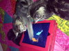 Kayleigh the Kitten