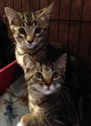 Kayleigh the Kitten