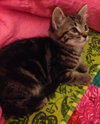 Keanu the iPad Hogging Kitten