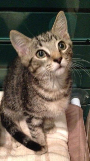 Keanu the iPad Hogging Kitten