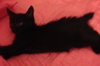 Kyler the Bob Tail Kitten