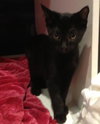 Kyler the Bob Tail Kitten